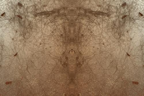 Emergence-DSC_2433