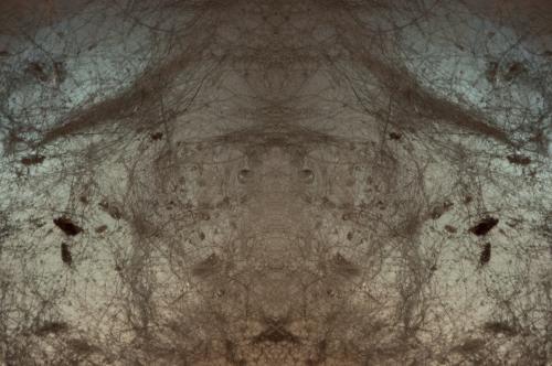 Emergence-2458