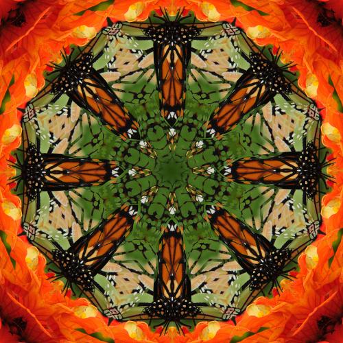 Butterfly Mandala
