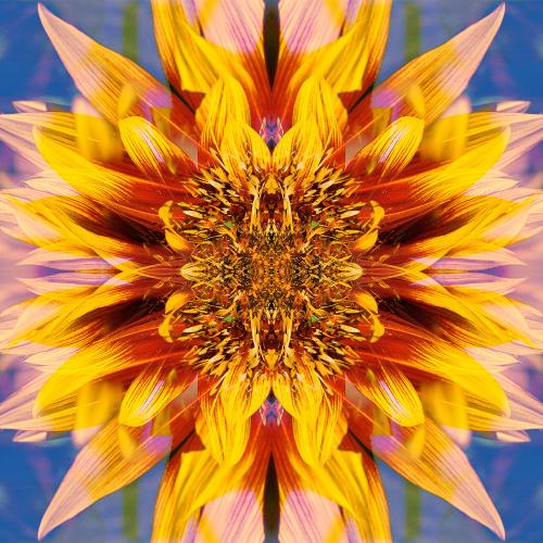 Sunflower Mandala