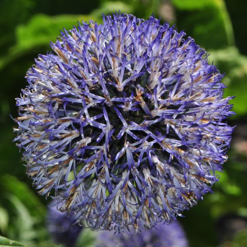 Queen Acres 2011 - 056