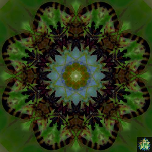 Bee with Borage Mandala