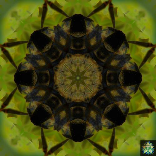 Yellow Bee Mandala 2